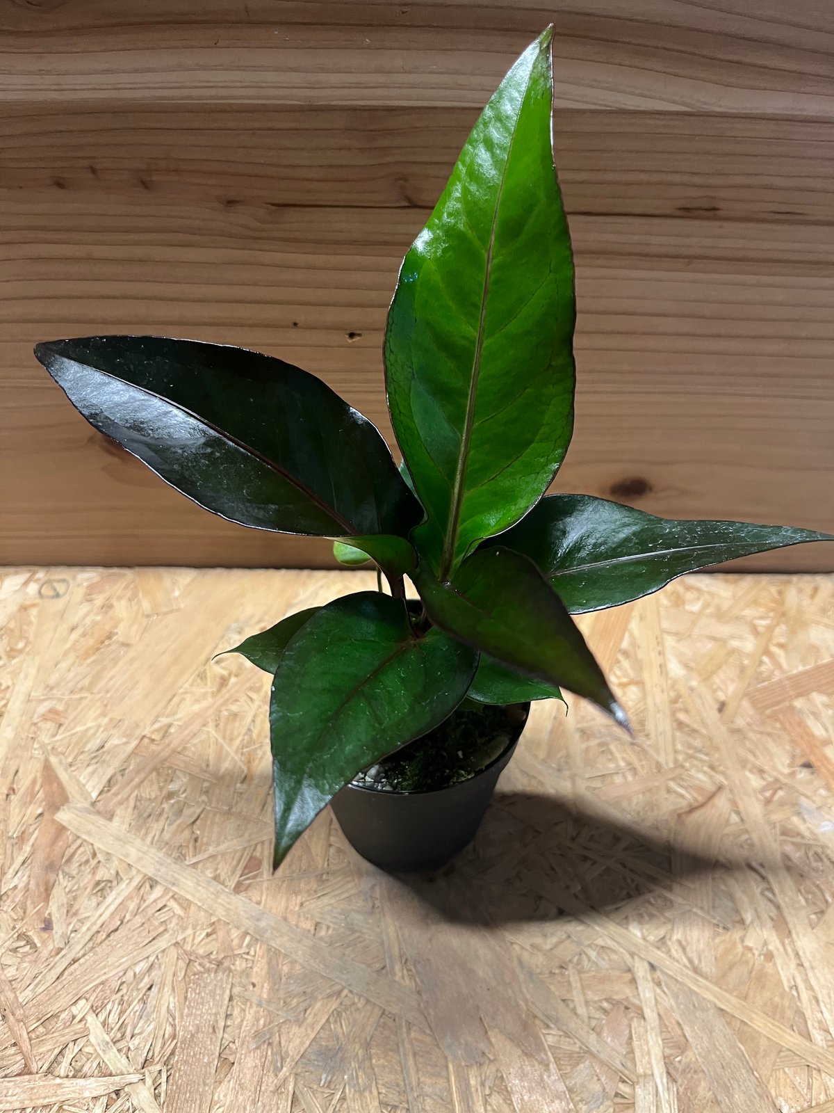 アンスリウム フーケリー 'ブラックドラゴン' | GREEN LUCK