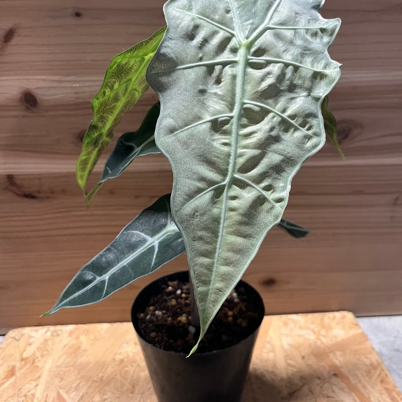 アロカシア アマゾニカ ミント 斑入り ピンク　大きめ アロカシア・アマゾニカ 'ポリー' ピンク/ミント 💖 : r/alocasia