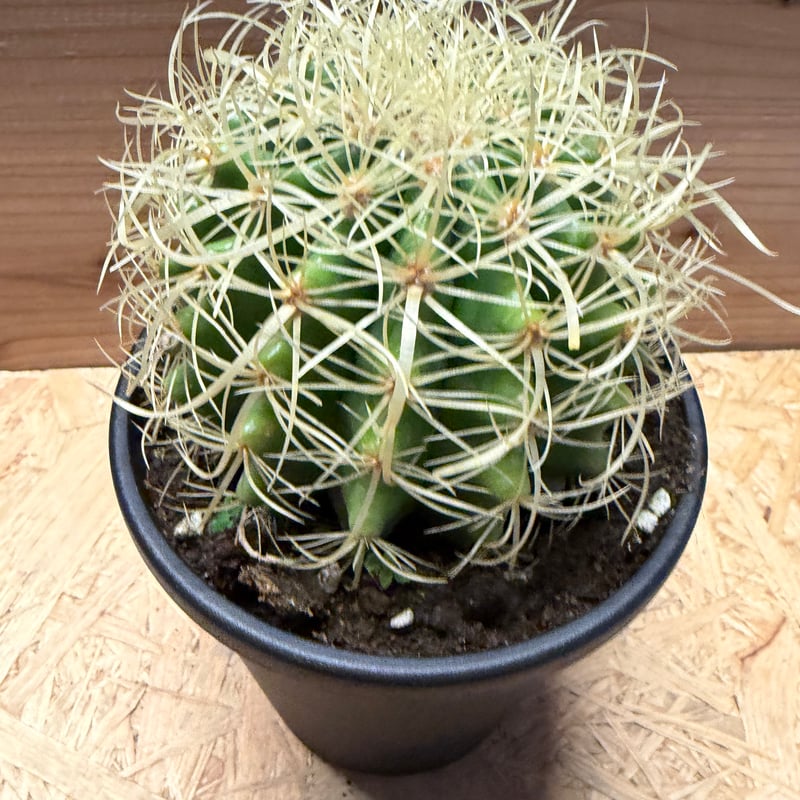 エキノカクタス グルソニー 金鯱 短巻棘 | GREEN LUCK