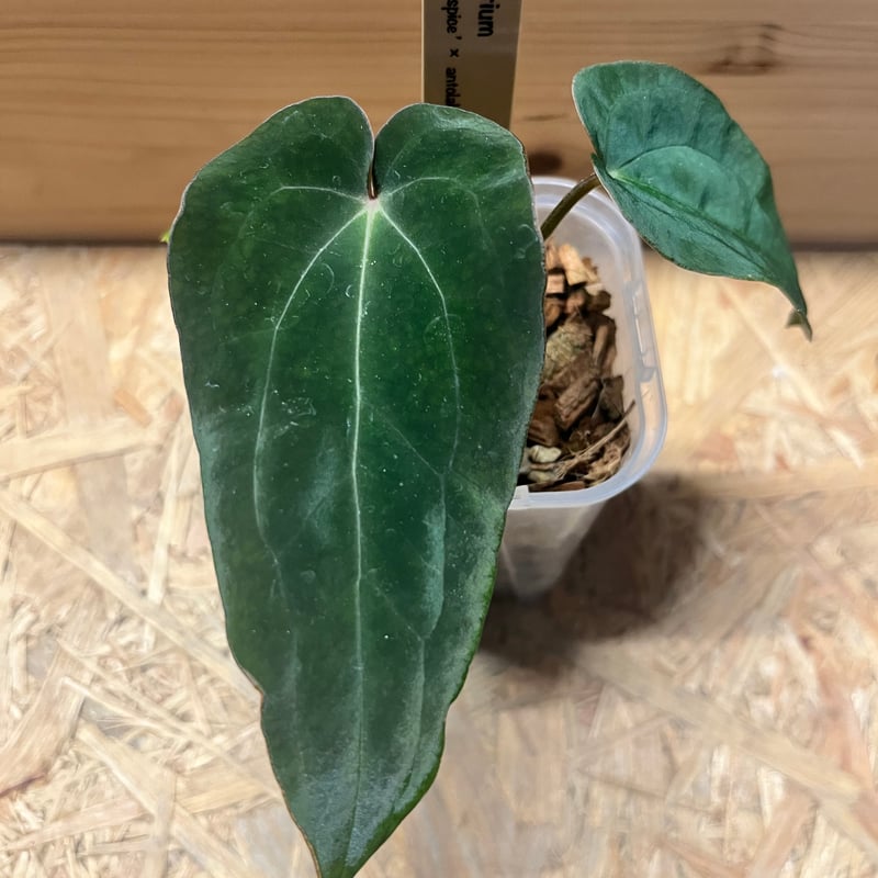 【HS】アンスリウム　pumpkin spice 🎃Anthurium 'Pumpkin Spice' 🎃 Breeder @understory_oasis 2-week