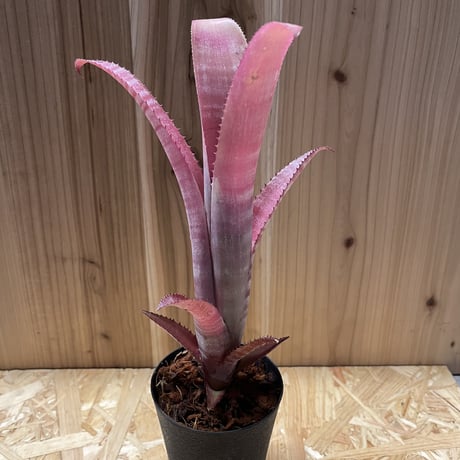 ビルベルギア　ビッタータ　ドミンゴスマルティンス×ストロベリー　ハイブリッド 楽天市場】(現品) ビルベルギア (ドミンゴスマーティンス