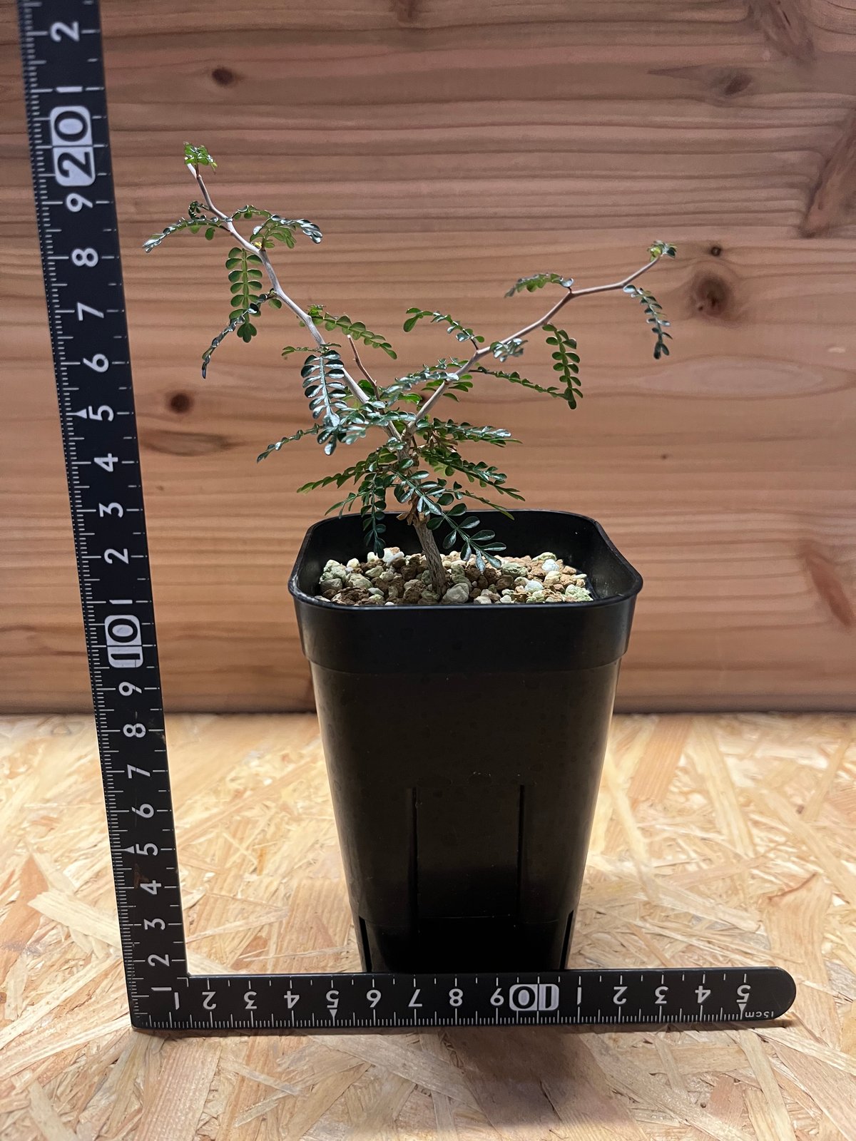 オペルクリカリア パキプス 実生 | GREEN LUCK