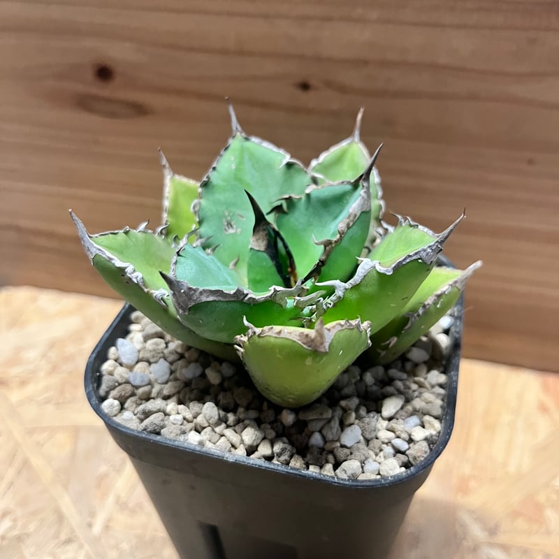 アガベチタノタ　シャークソード アガベ チタノタ 'シャークソード' | GREEN LUCK