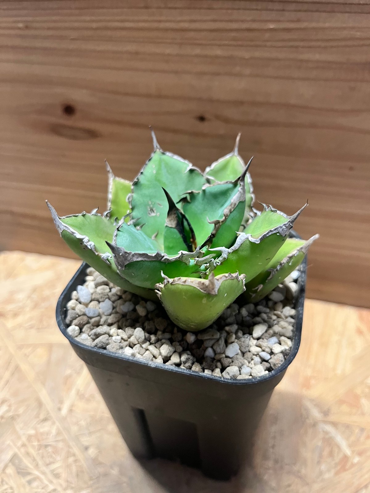 アガベチタノタ　シャークソード アガベ チタノタ 'シャークソード' | GREEN LUCK