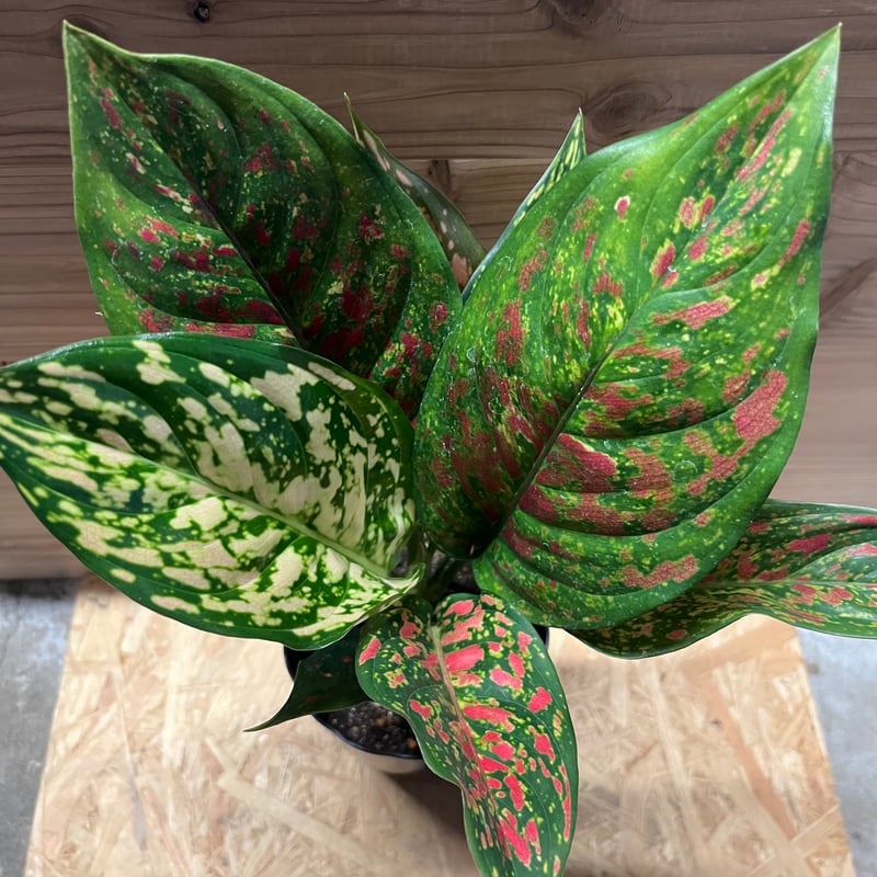 アグラオネマ ビーナス | GREEN LUCK