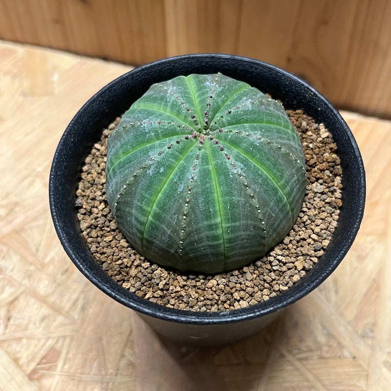 ユーフォルビア オベサ | GREEN LUCK