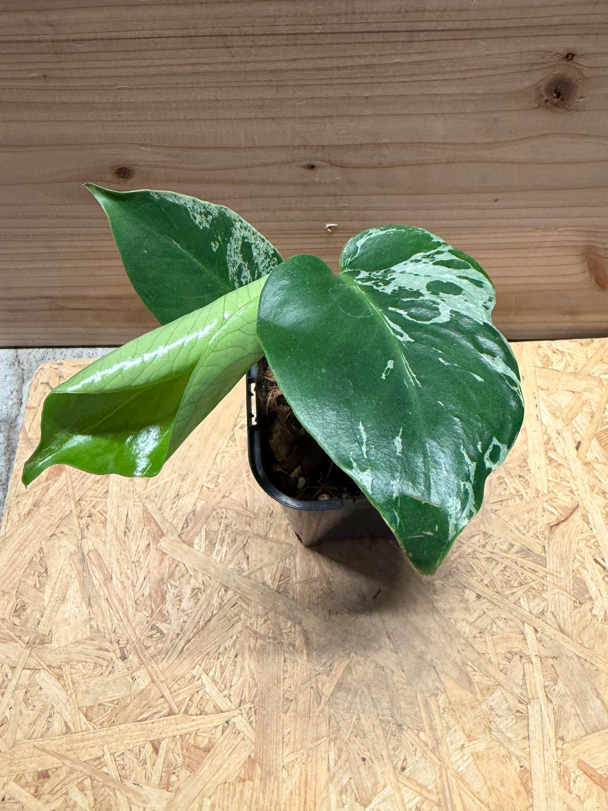 モンステラ デリシオーサ 'バルバソー' | GREEN LUCK