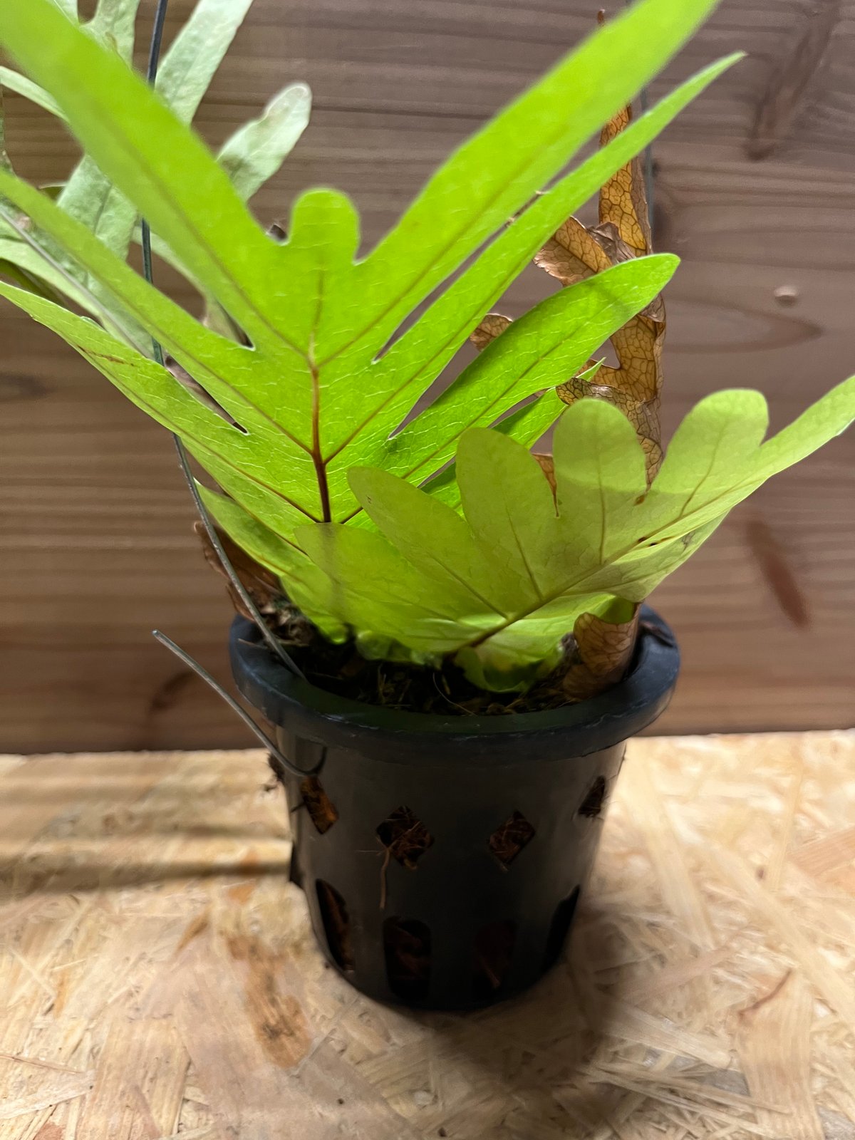 希少！】アグラオモルファ/ドリナリア/カザリシダ ルーシー 大株 最も