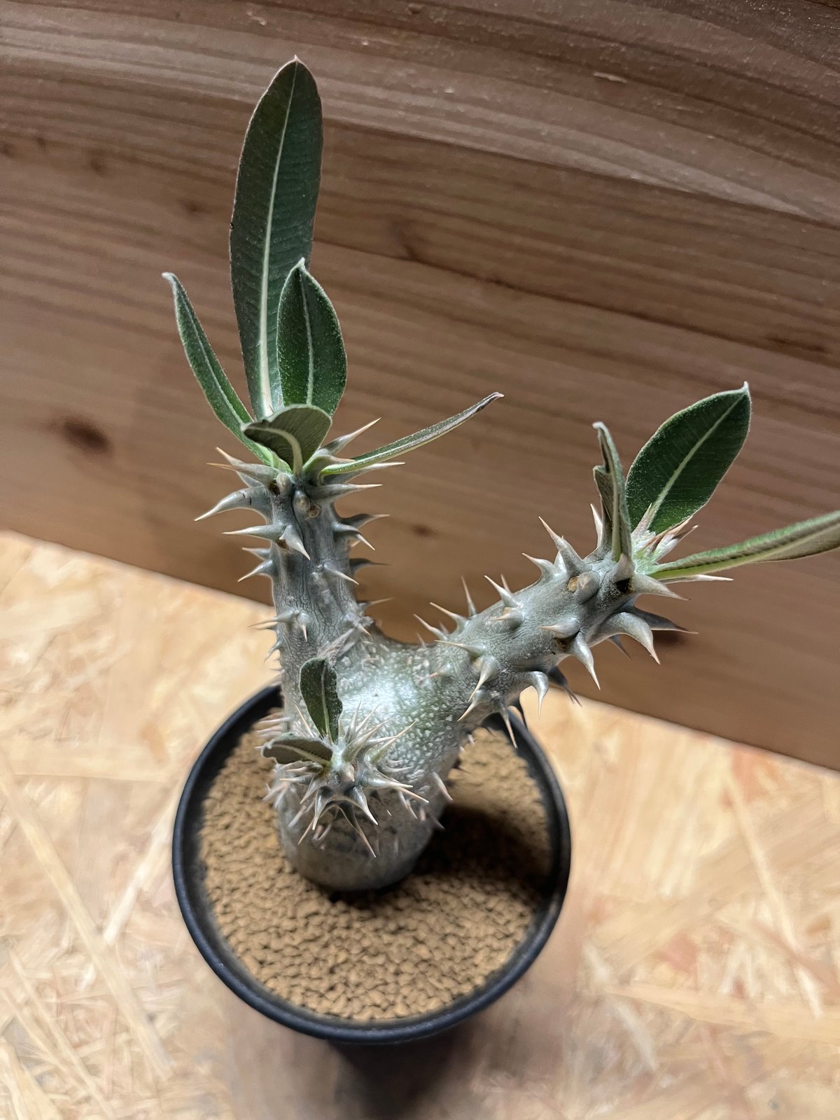Pachypodium horombenseパキポディウムホロンベンセ パキポディウム ホロンベンセ – linkplants -リンクプランツ-
