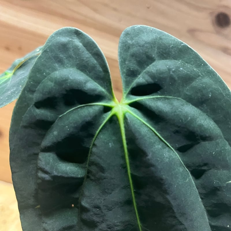 アンスリウム パピリラミナム 'グナヤラ' | GREEN LUCK