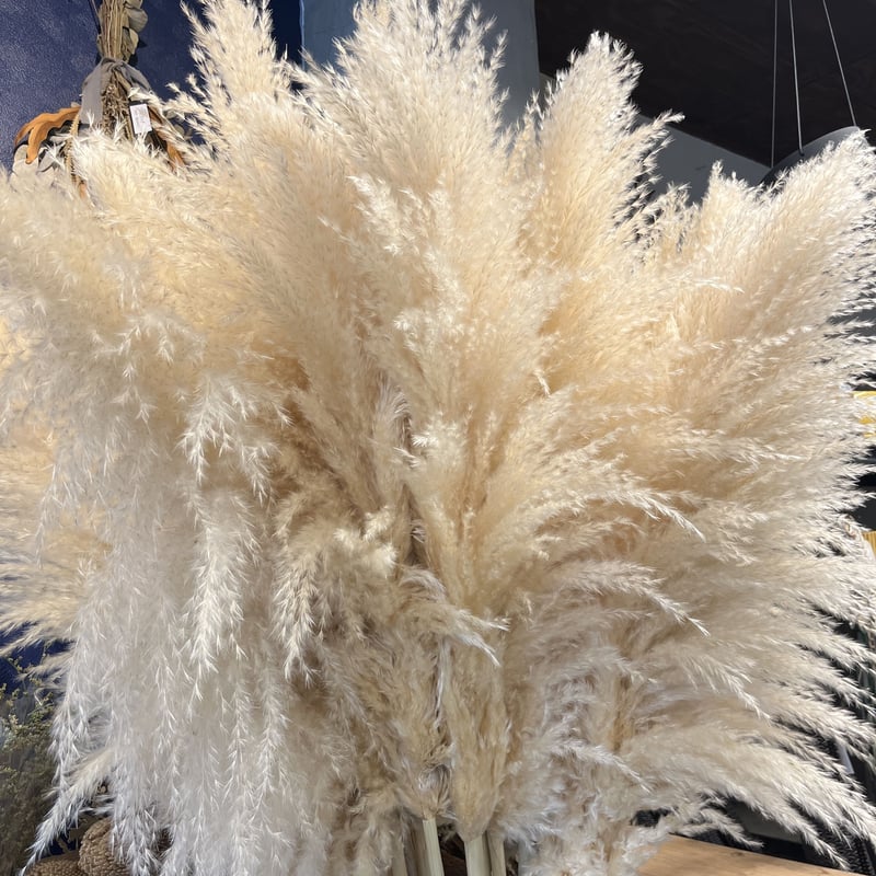 ドライ パンパスグラス | GREEN LUCK