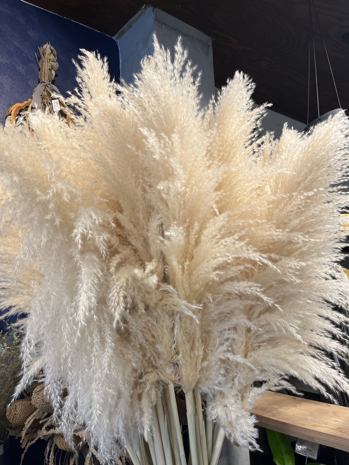 ドライ パンパスグラス | GREEN LUCK