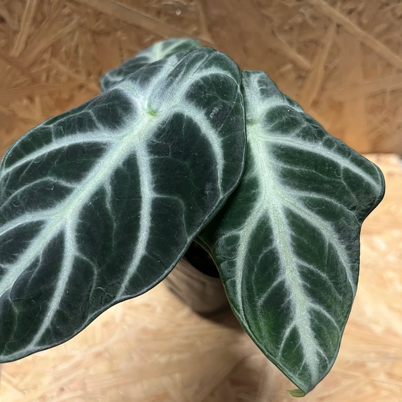 アロカシア ニンジャ | GREEN LUCK