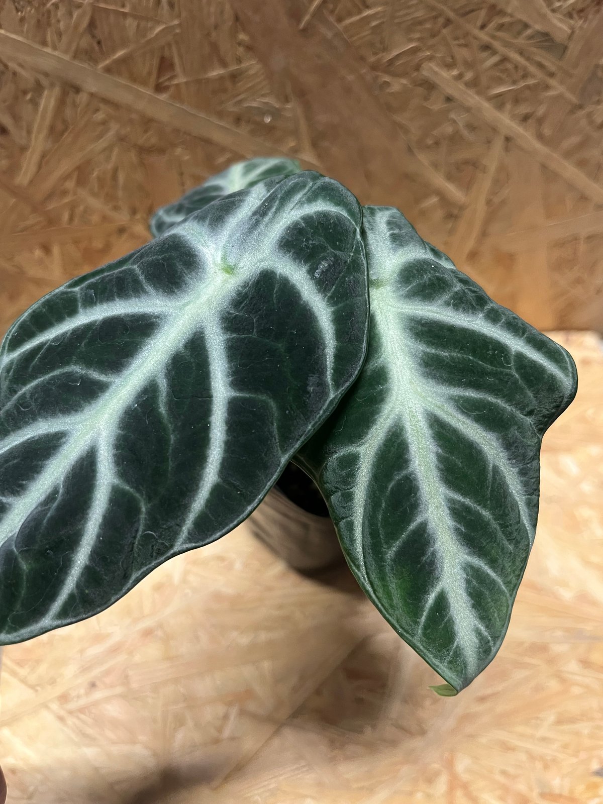 アロカシア インディカ ジャアイント アロカシア インディカ ジャイアント【Shcott 】 - メルカリ