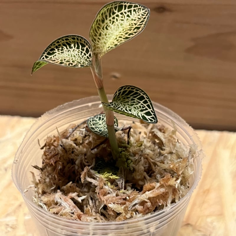 アネクトキルス ロクスバギー ゴールドベインタイプ | GREEN LUCK