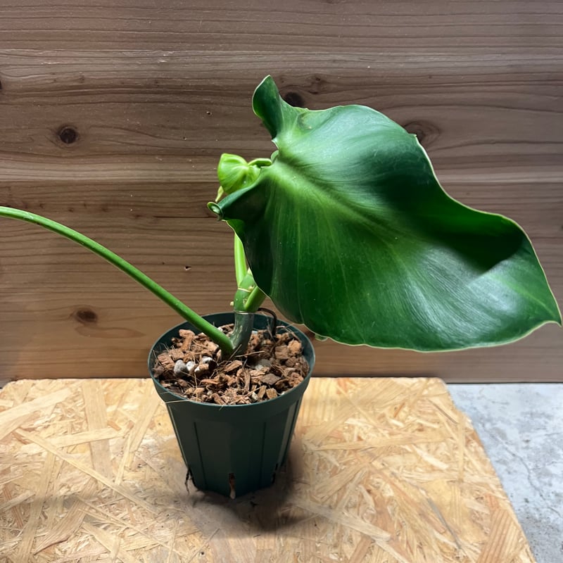 フィロデンドロン ルゴーサム マハラジャ | GREEN LUCK