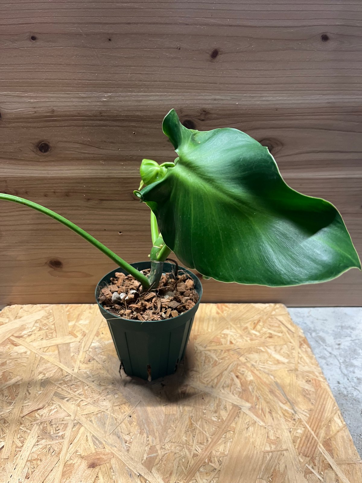 フィロデンドロン　ルゴサム　ルゴーサム fit=scale-down,w=1200