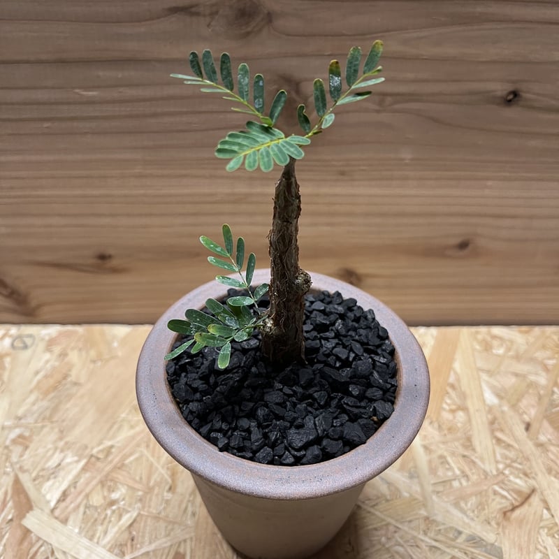 センナ メリディオナリス×伝市鉢 | GREEN LUCK