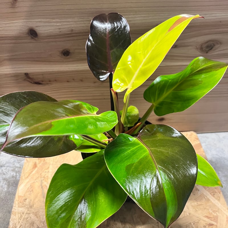 超希少❗️美斑❗️フィロデンドロン　インペリアル　イエローフレーム✨ 超希少❗️美斑❗️フィロデンドロン インペリアル イエロー