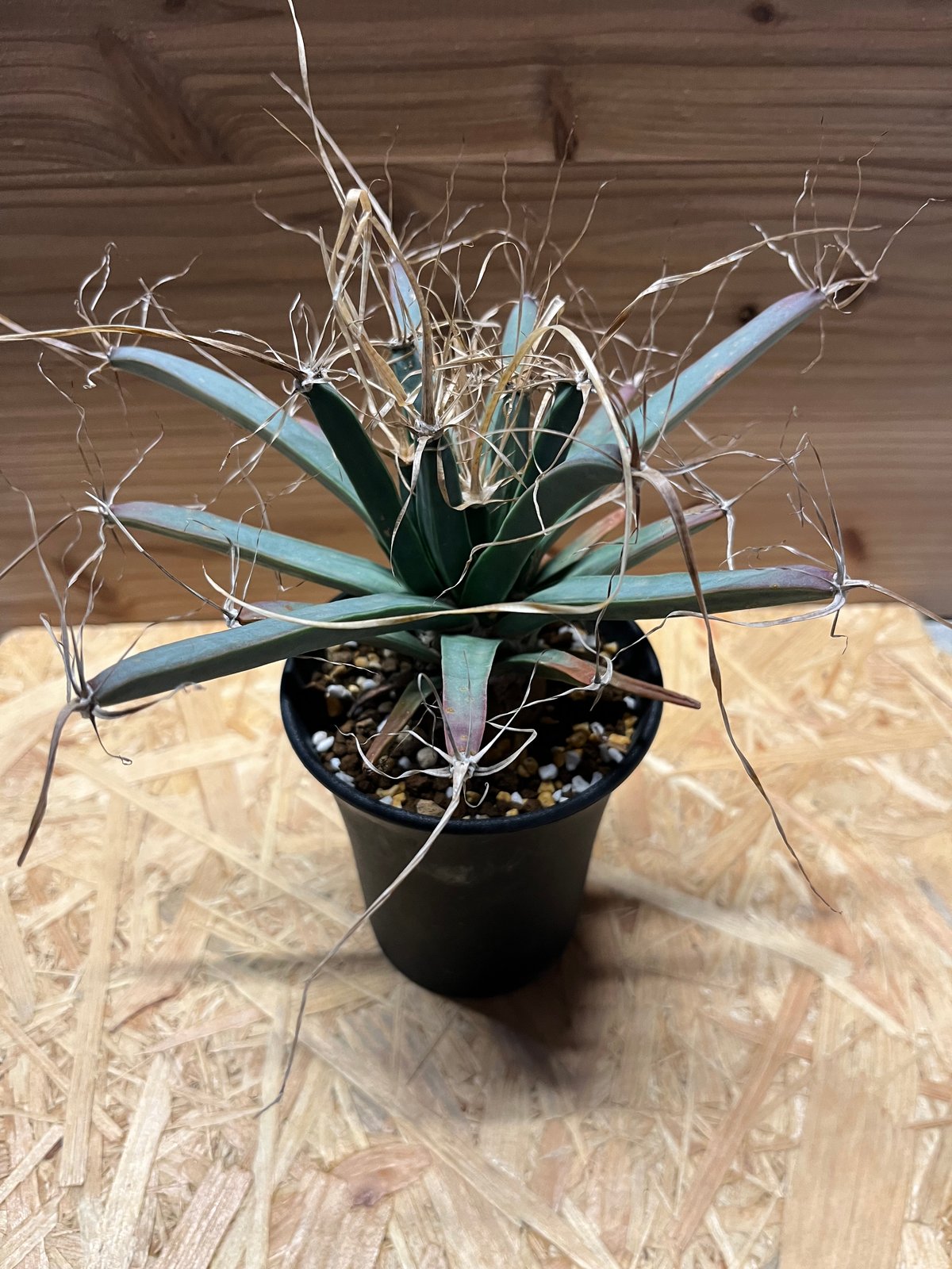 レウクテンベルギア・プリンキピス（晃山）山木 発根済み レウクテンベルギア プリンキピス 晃山×信楽鉢 | GREEN LUCK