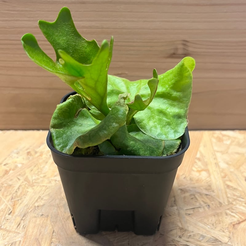 ビカクシダ リドレイ ドワーフ＆コンパクト | GREEN LUCK