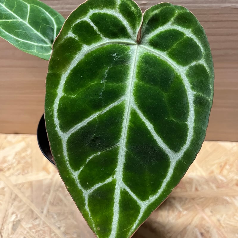 アンスリウム クリスタリナム | GREEN LUCK