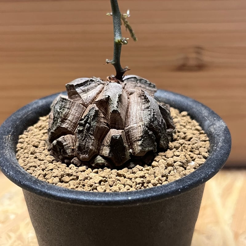 超バキバキ 亀甲竜 ディオスコレア エレファンティペス 上作株】ディオスコレア エレファンティペス 亀甲竜【961