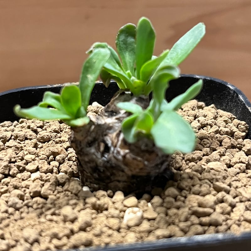 美株 オトンナ レピドカウリス 発根済 オトンナ レピドカウリス 発根済 【公式通販】