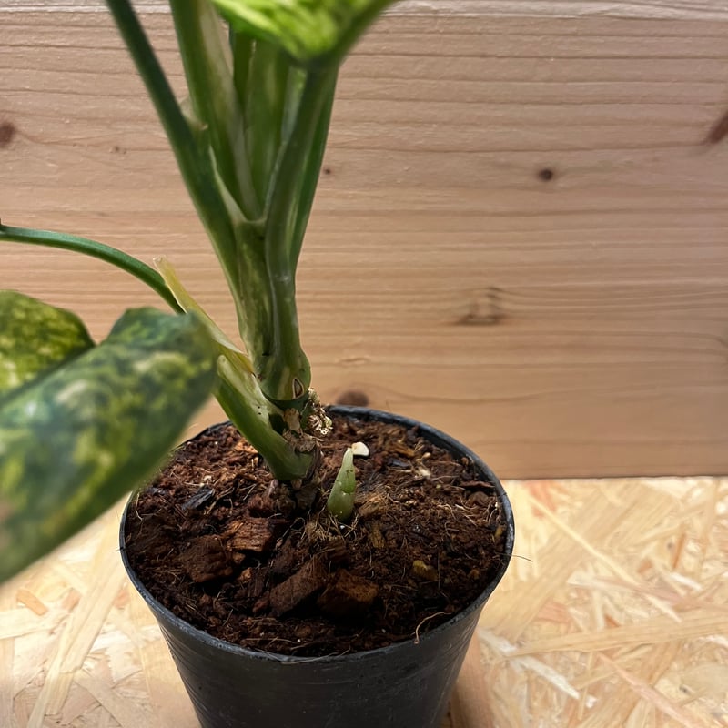 アグラオネマ アンヤマニー トリカラー | GREEN LUCK