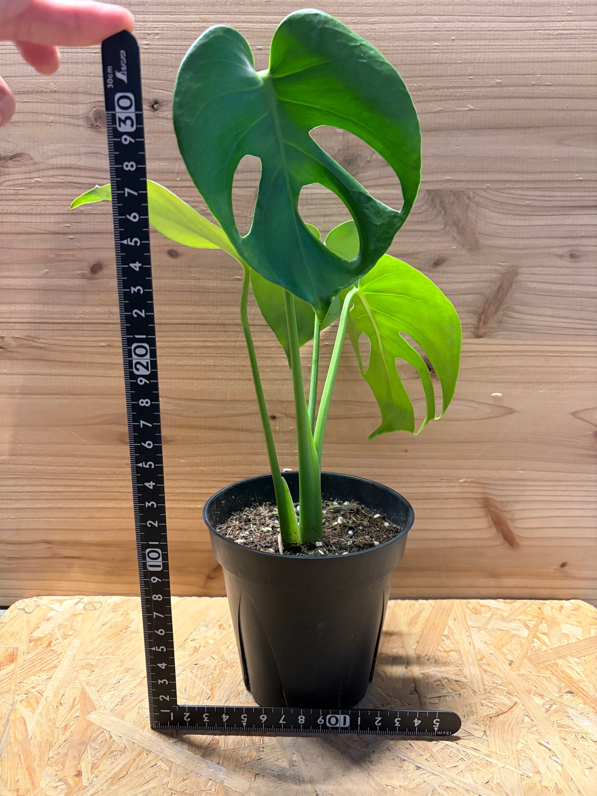 モンステラ デリシオーサ 実生変異 | GREEN LUCK