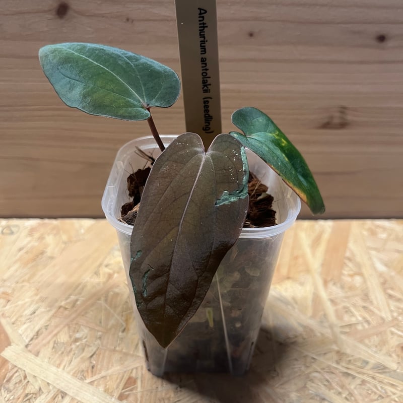 アンスリウム アントラキー シーディング | GREEN LUCK