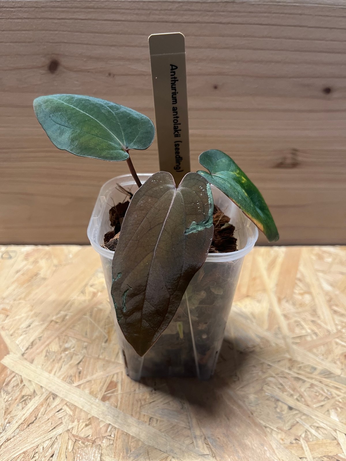 アンスリウム グイルディンギー guildingii アンスリウム グイル