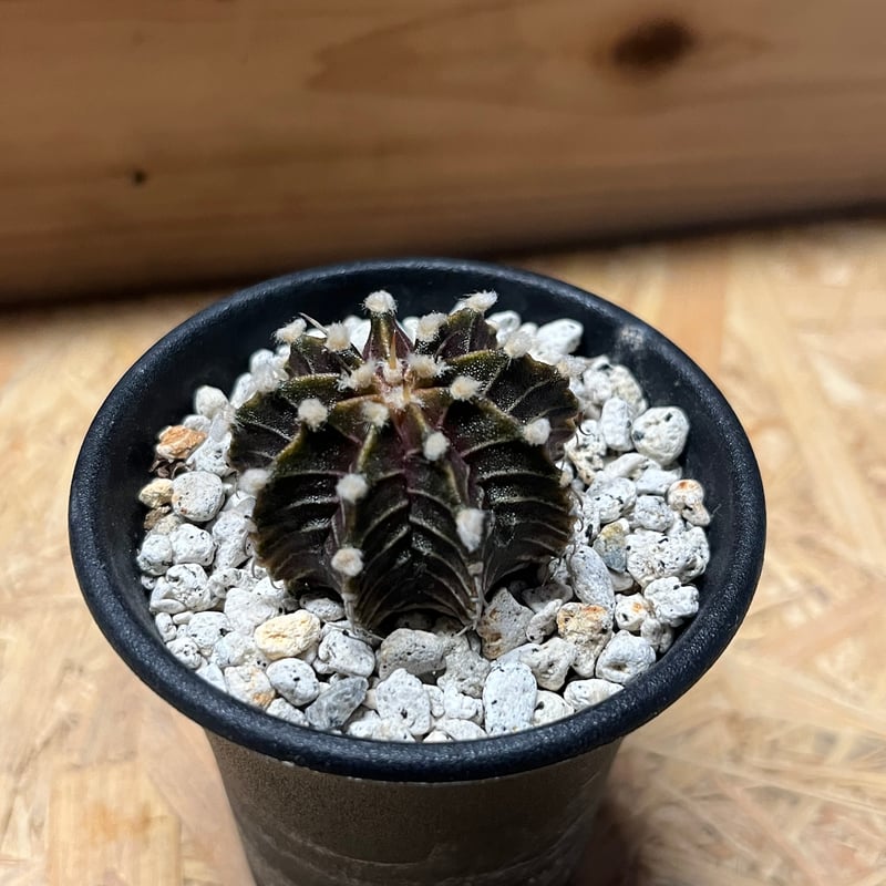 ギムノカリキウム フリードリッヒィ LB2178 | GREEN LUCK