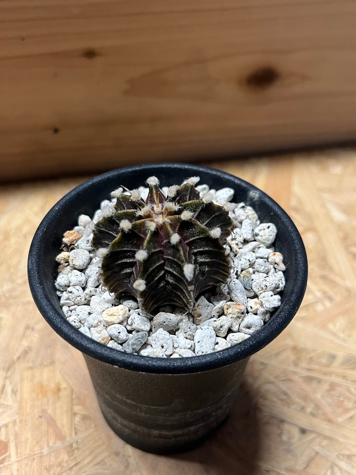 バラok)ギムノカリキウム シッケンダンツィー 8産地セット バラok