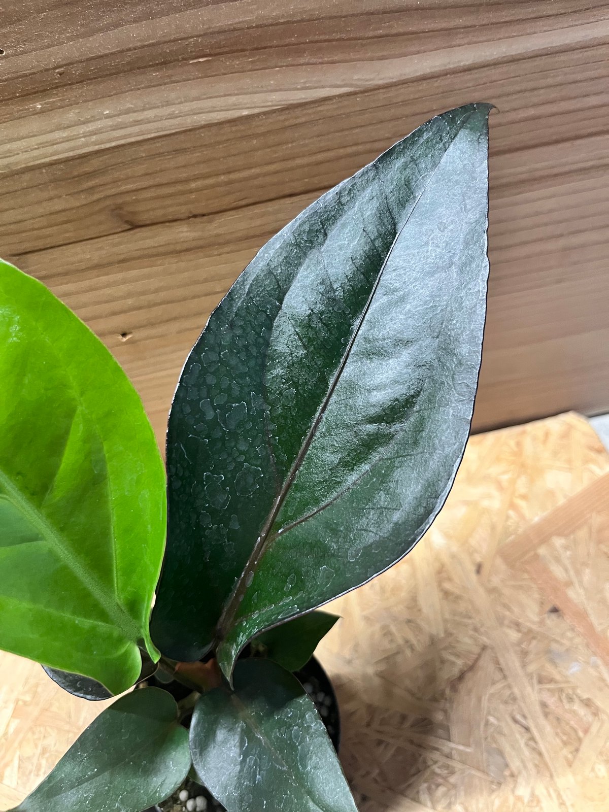 アンスリウム フーケリー 'ブラックドラゴン' | GREEN LUCK