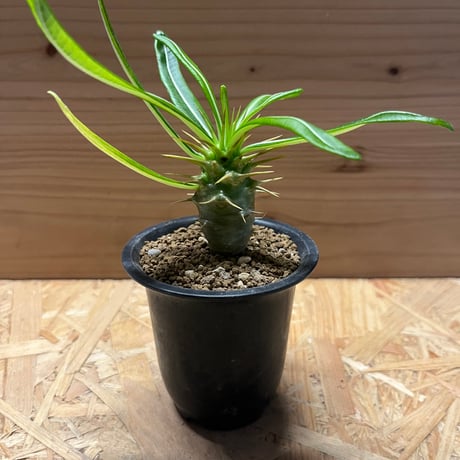 ボタナイズ　バナケン　絵　ポスター　点描画　ブランドロゴ　塊根植物　多肉植物 ボタナイズ バナケン ブランドロゴ 点描画 絵 ポスター 塊根植物