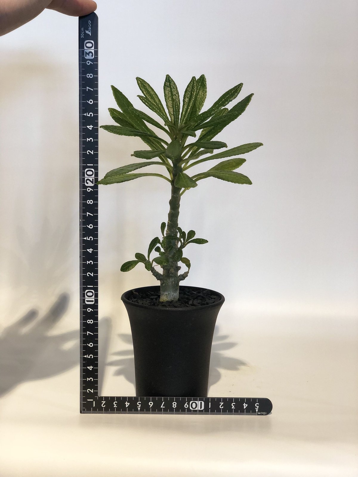 ドルステニア ギガス 実生4年目 ドルステニア ギガス 実生4年 Dorstenia gigas【ドルステニア・ギガス