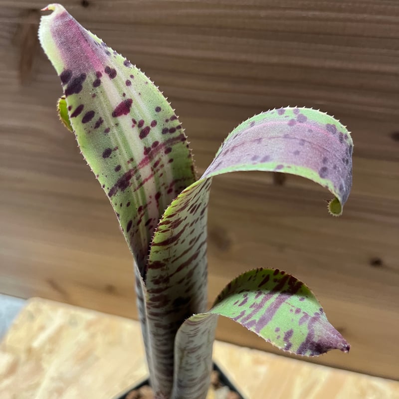 ケスネリア マルモラータ ラファエルオリベイラ | GREEN LUCK