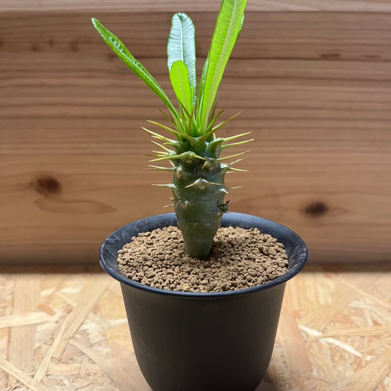 大特価！！！　特大サイズ　パキポディウム　アンボンゲンセ パキポディウム アンボンゲンセ【304】 | PROTOLEAF プロトリーフ