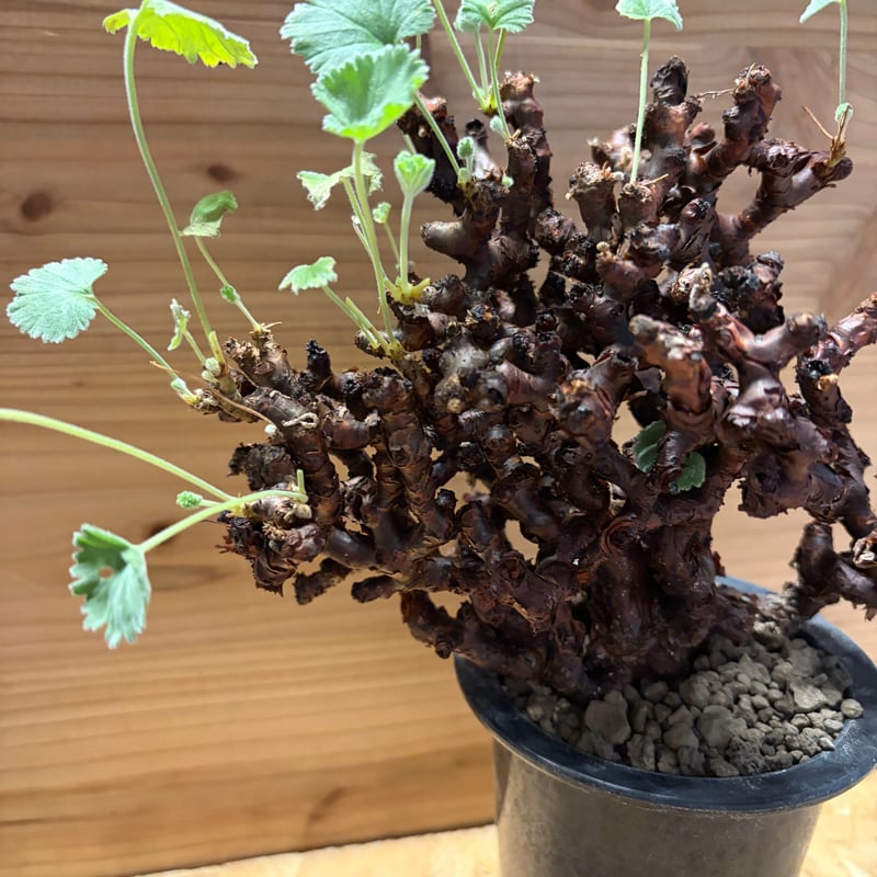 ペラルゴニウム ミラビレ | GREEN LUCK