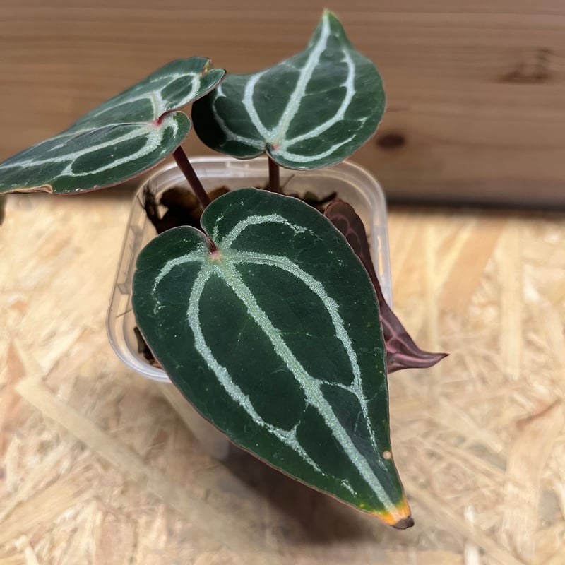 アンスリウム スカーレット | GREEN LUCK