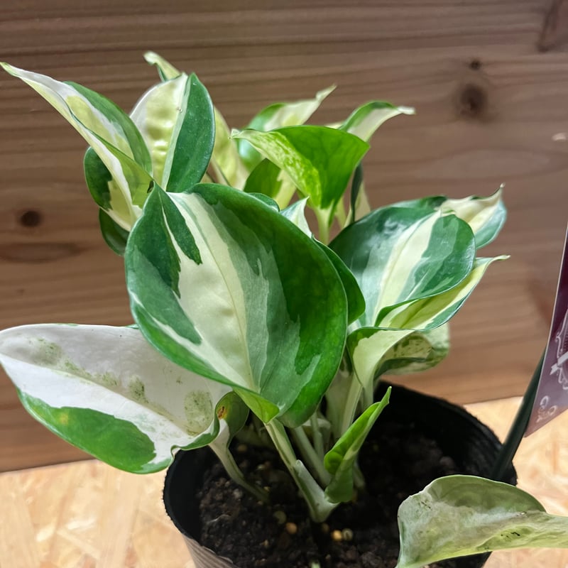 ポトスグローバル特大株【送料無料】 ポトスグローバル 大株 送料無料 鉢のまま発送☆