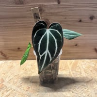 アンスリウム　ポーティラエ　NSE アンスリウム ポーティラエ （NSE）anthurium portillae - メルカリ