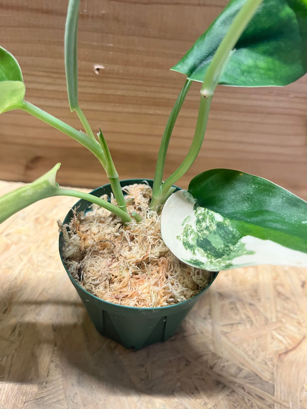 スキンダプサス ジェイドサテン バリエガータ | GREEN LUCK