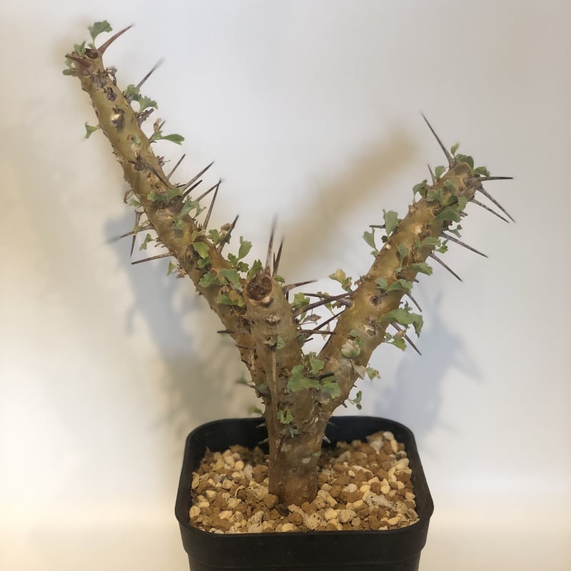 サルコカウロン クラシカウレ | GREEN LUCK