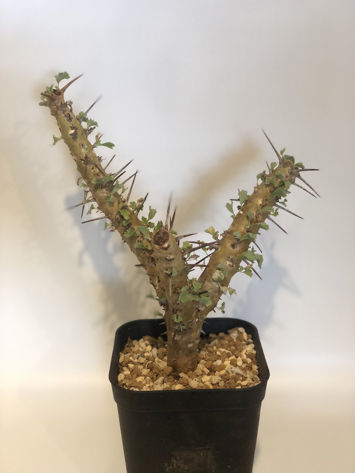 美形　特大　選抜　サルコカウロン　クラシカウレ　塊根　コーデックス 美形 特大 選抜 サルコカウロン クラシカウレ 塊根 コーデックス