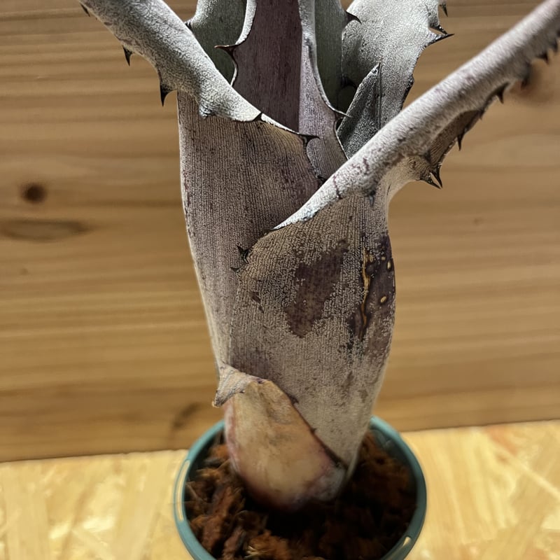 ホヘンベルギア sp.Leme #2203 | GREEN LUCK