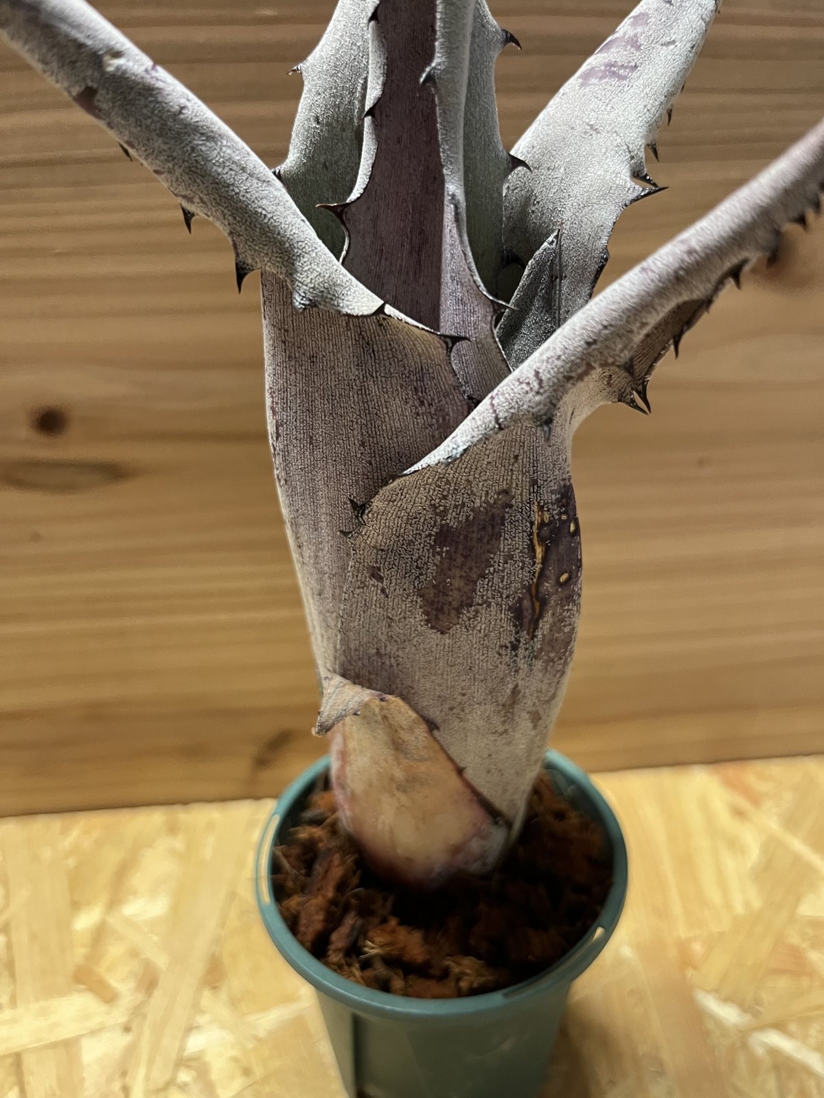 ホヘンベルギア sp.Leme #2203 | GREEN LUCK