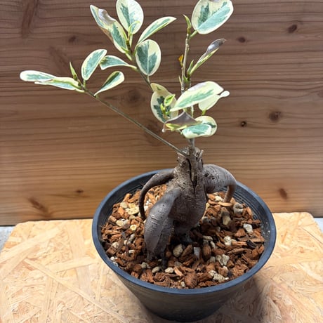 【希少】パンダガジュマル パンダガジュマル 希少種【限定品】 1点販売です。 | 観葉植物 販売