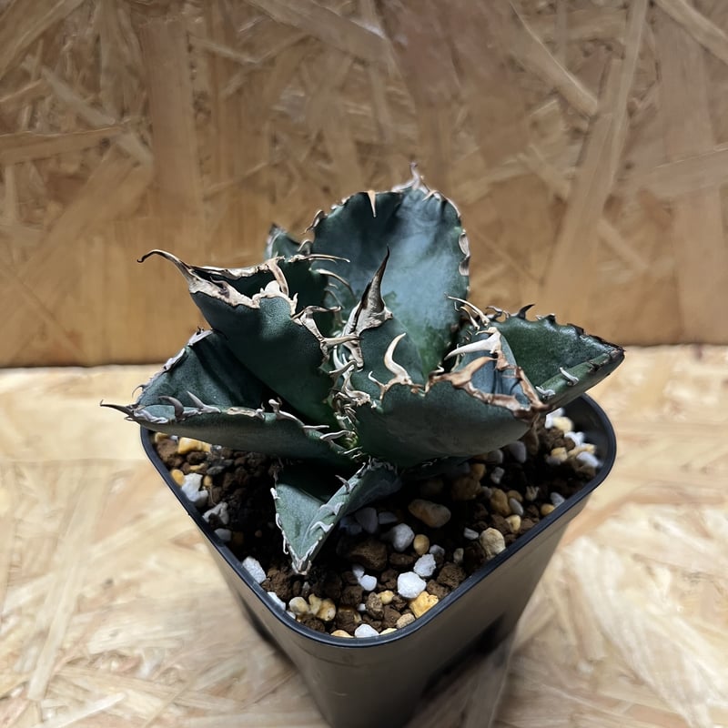 アガベ チタノタ 白鯨 | GREEN LUCK